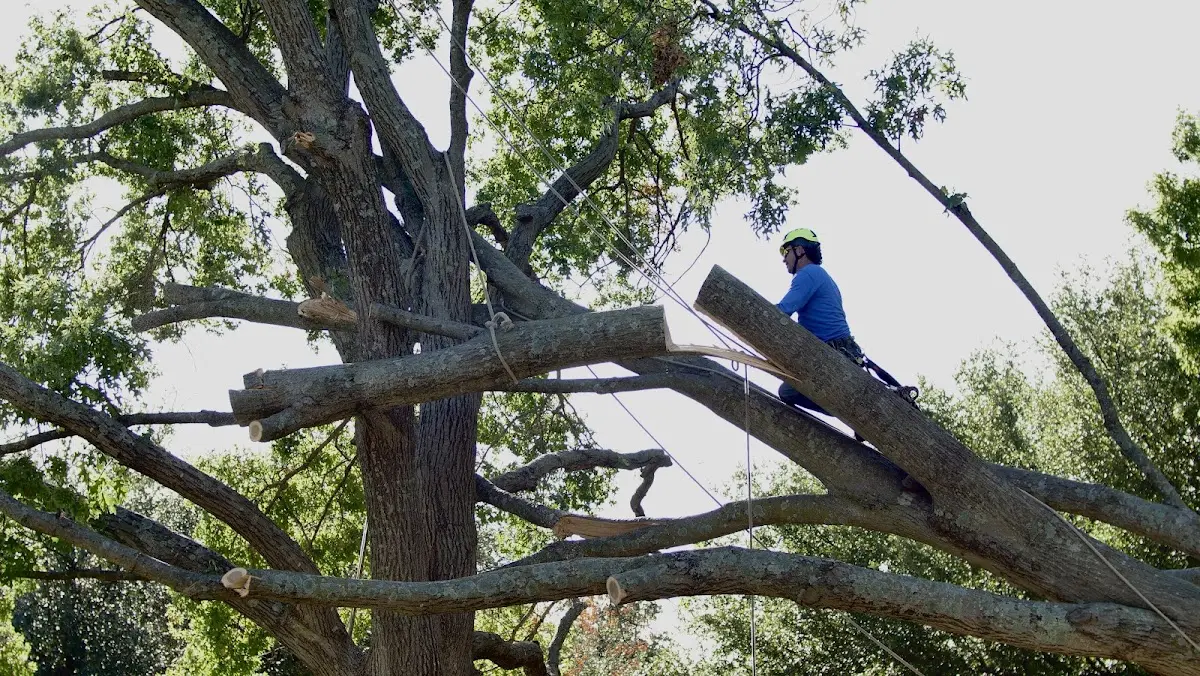 Professional Crown Thinning performed by certified arborists in Crescent City