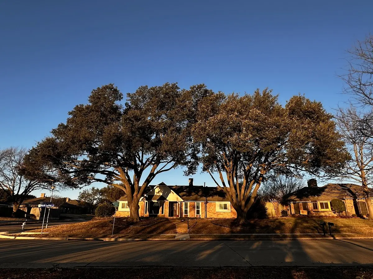 Established residential canopy tree shading a home in Crescent City
