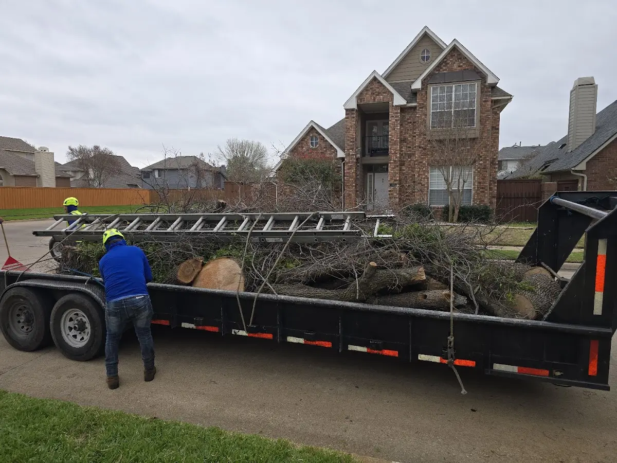 Expert Tree Removal with proper safety equipment in Crescent City